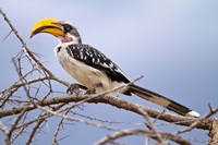 Yellow-billed Hornbill perched in tree, Samburu Game Reserve, Kenya Fine Art Print