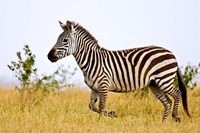 Zebras Herding in The Fields, Maasai Mara, Kenya Fine Art Print