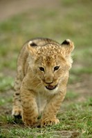 Young lion cub, Masai Mara Game Reserve, Kenya Fine Art Print