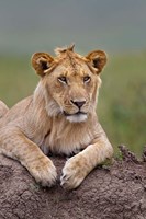 Young male lion on termite mound, Maasai Mara, Kenya Fine Art Print