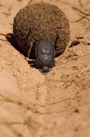 Zimbabwe. Dung Beetle insect rolling dung ball Fine Art Print