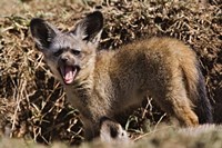 Young Bat-eared Foxes, Masai Mara, Kenya Fine Art Print