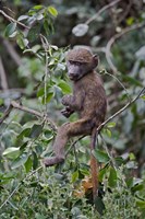 Baby Olive Baboon riding on mother's back, Kenya Fine Art Print