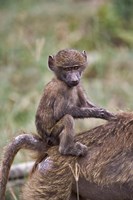 Young Olive Baboon, Lake Nakuru National Park, Kenya Fine Art Print