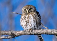 Zimbabwe. Close-up of pearl spotted owl on branch. Fine Art Print