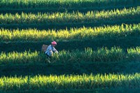 Zhuang Girl in the Rice Terrace, China Fine Art Print