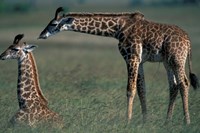 Young Giraffe Lies in Tall Grass, Masai Mara Game Reserve, Kenya Fine Art Print