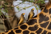 Yellow-Billed Oxpeckers on the Back of a Giraffe, Tanzania Fine Art Print