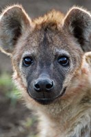 Young Spotted Hyena, Tanzania Fine Art Print
