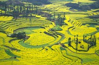 Yellow Rape Flowers Cover Qianqiou Terraces, China Fine Art Print