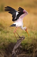 Yellow-Billed Stork Readying for Flight, Maasai Mara, Kenya Fine Art Print