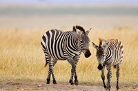 Zebra and Juvenile Zebra on the Maasai Mara, Kenya Fine Art Print