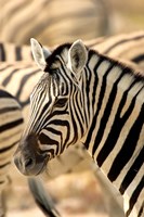 Zebra at Namutoni Resort, Namibia Fine Art Print