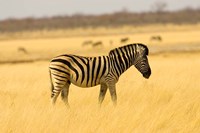 Zebra in Golden Grass at Namutoni Resort, Namibia Fine Art Print