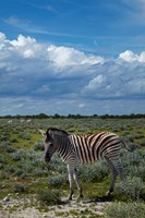 Young Burchells zebra, burchellii, Etosha NP, Namibia, Africa. Fine Art Print