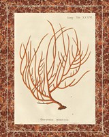 Gorgonia Miniacea Marble Fine Art Print