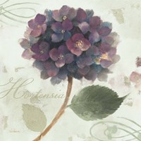 Abundant Hydrangea II Blue Green Fine Art Print