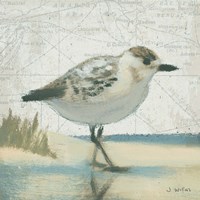 Beach Bird I Fine Art Print