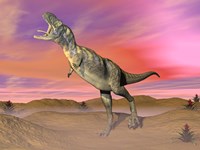 Aucasaurus dinosaur roaring in the desert by sunset Fine Art Print