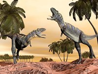 Two Aucasaurus dinosaurs fighting in desert Fine Art Print
