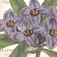 Purple Floral Fine Art Print