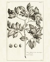 Tropical Leaf Study II Fine Art Print