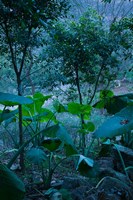 Temple Garden, Fengdu, Chongqing Province, China Fine Art Print