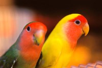 Love Birds, Yuen Po Street Bird Market, Hong Kong, China Fine Art Print