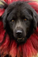 Dog, Horse Racing Festival, Zhongdian, Yunnan, CHINA Fine Art Print