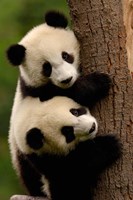 Giant Panda Babies, Wolong China Conservation and Research Center for the Giant Panda, Sichuan Province, China Fine Art Print