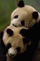 Pair of Giant panda bears Fine Art Print