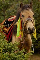 Horse at the Horse Racing Festival, Zhongdian, Deqin Tibetan Autonomous Prefecture, Yunnan Province, China Fine Art Print