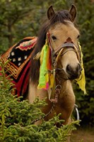 Horse at the Horse Racing Festival, Zhongdian, Deqin Tibetan Autonomous Prefecture, Yunnan Province, China by Pete Oxford - various sizes