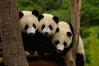 Three Giant panda bears Fine Art Print