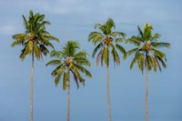 Coconut trees in Backwaters, Kerala, India Fine Art Print