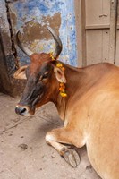 Cow withFflowers, Varanasi, India Fine Art Print