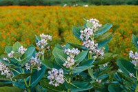 Flower Field, Southern India Fine Art Print