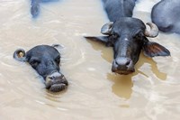Water Buffalo in Ganges River, Varanasi, India Fine Art Print