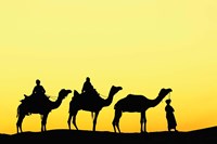 Camels and driver at sunset, Thar Desert, Jodhpur, India Fine Art Print