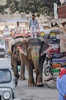 Colorfully decorated elephant, Amber Fort, Jaipur, India Fine Art Print