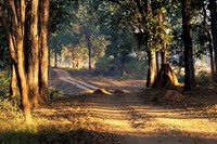 Rural Road, Kanha National Park, India Fine Art Print