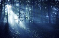 Beam of light in a dark forest, Liselund Slotspark, Denmark Fine Art Print