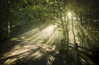 Sunrays shining through a dark, misty forest, Liselund Slotspark, Denmark Fine Art Print