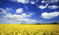 Wind turbine in a canola field against cloudy sky, Denmark Fine Art Print