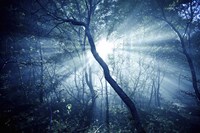 Sun rays in a dark forest, Liselund Slotspark, Denmark Fine Art Print