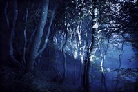 Dark forest, Liselund Slotspark, Denmark Fine Art Print
