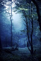 Misty, dark forest, Liselund Slotspark, Denmark Fine Art Print