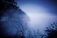 Silhouettes of trees and branches in a dark, misty forest, Denmark Fine Art Print