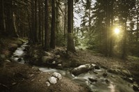 Small stream in a forest at sunset, Pirin National Park, Bulgaria Fine Art Print