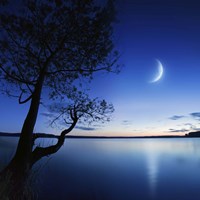 Silhouette of a lonely tree in a lake against a starry sky and moon Fine Art Print